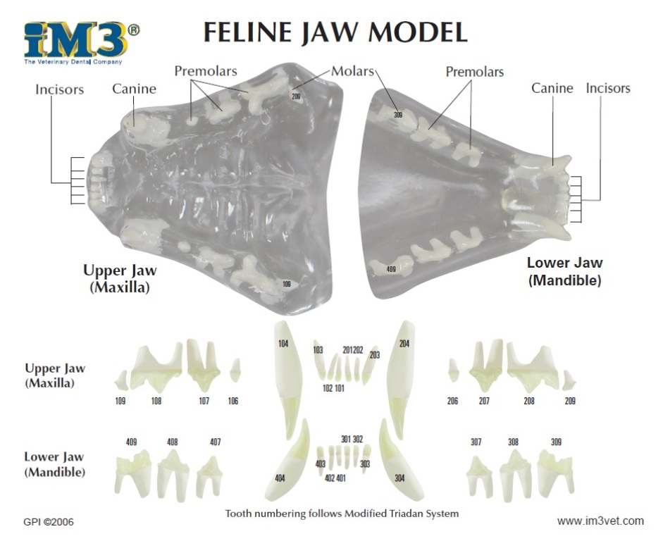 D1050 feline model 2